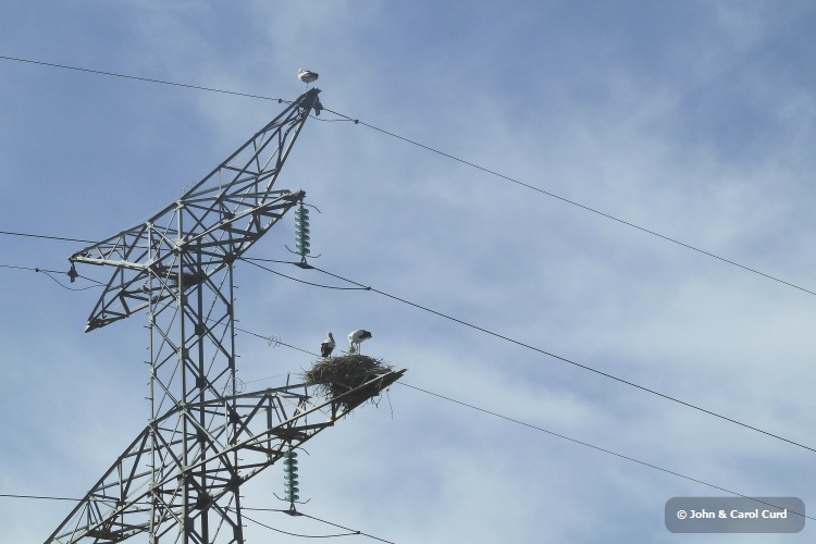 P1020474 Stork nest.JPG